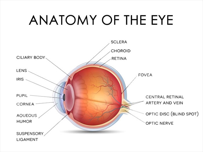 Eye anatomy