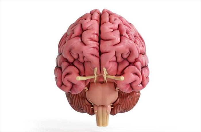 Brain anatomy - right and left hemisphere