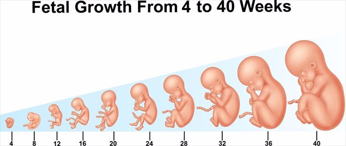 Stages Of Being Pregnant