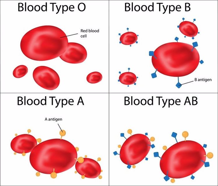 Illustration of blood types O,A,B,AB