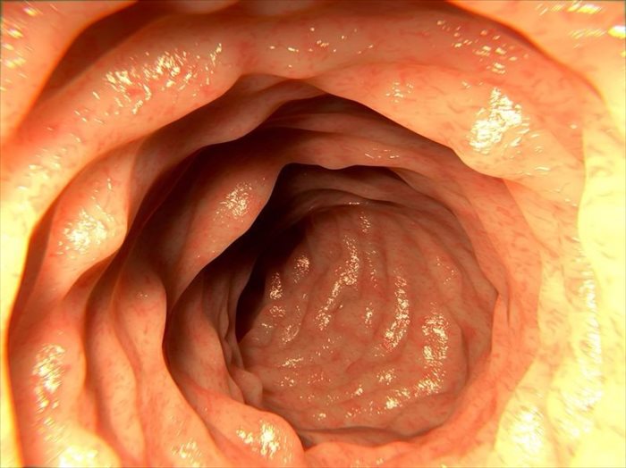 View inside the colon