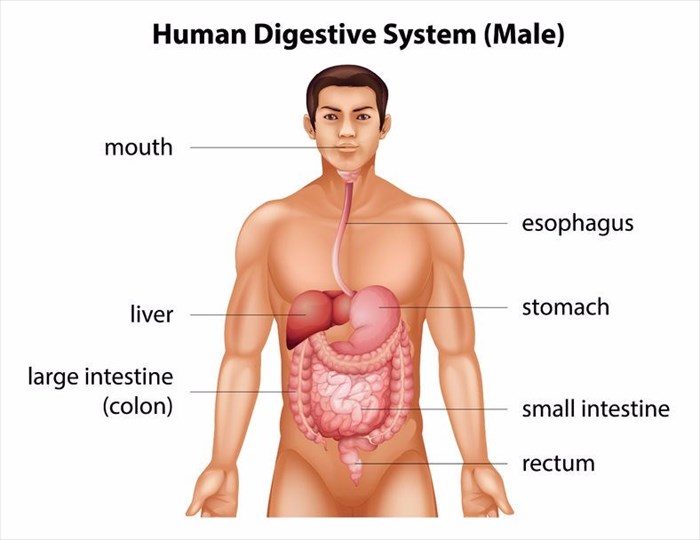 Human digestive system 